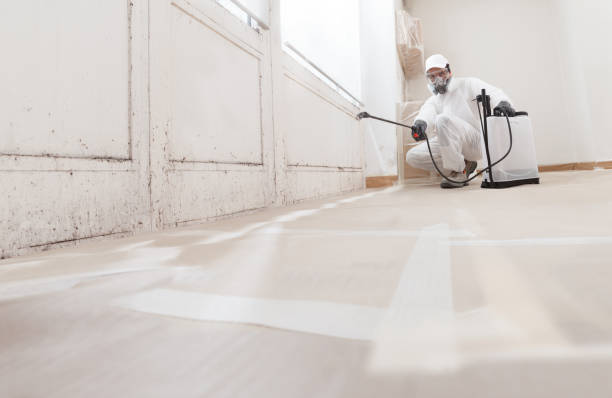 Black mold remediation team in Green Village